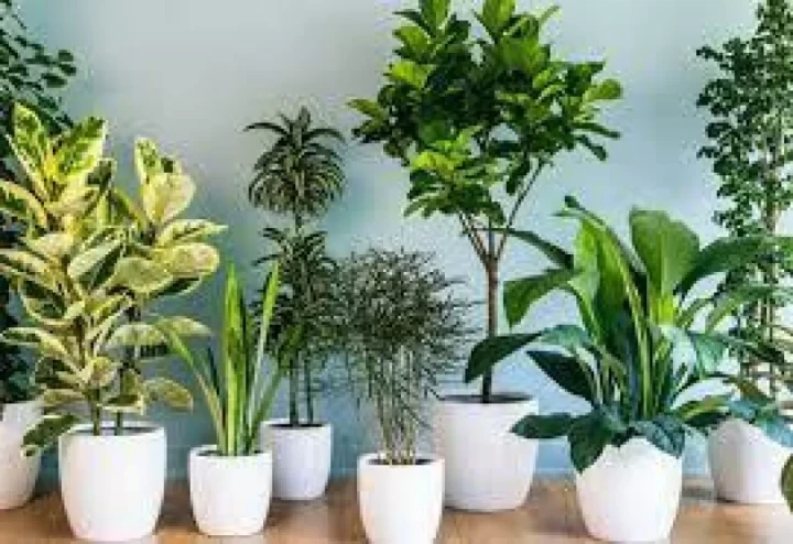 دراسة: النباتات تنقي الهواء من المواد المسرطنة